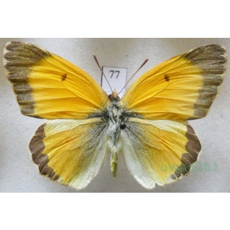 Colias croceus (Geoffroy, 1785) male Szlaczkoń sylwetnik Czech77